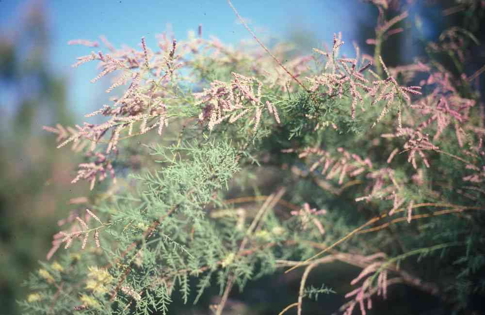 tamarisk__3.jpg